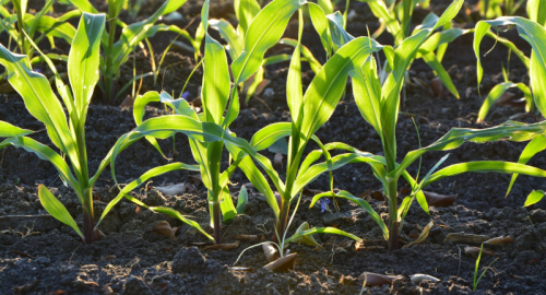 L'agricoltura come baluardo contro il riscaldamento globale: il nuovo ruolo del suolo nella lotta al cambiamento climatico